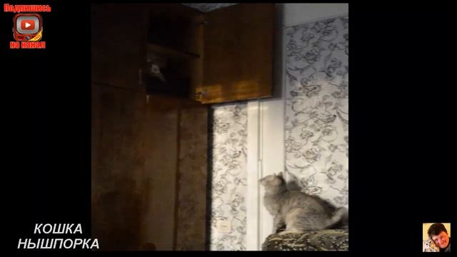 Приколы про котов.Домашние животные.Приколы.Кошки--- прятки! смотреть онлайн