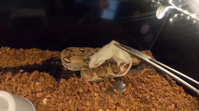 BIG SNAKES Eating BIG RATS!!!!! Boa Constrictors , Green Anaconda, Burmese Python смотреть онлайн