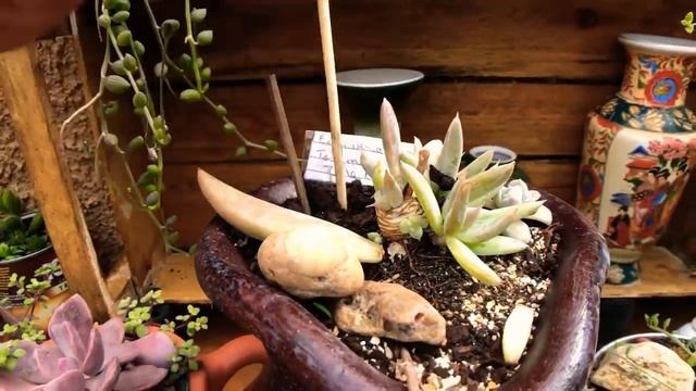 CANTINHO das SUCULENTAS - REGA + Echeveria runyonii Topsy Turvy смотреть онлайн