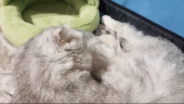 Котёнку нужна мама кошка, а не игрушки, так как мама кормит и моет с любовью ? смотреть онлайн