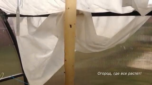 Страшная белокрылка. Как я с ней борюсь.mp4 смотреть онлайн