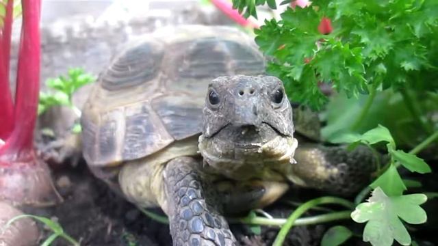 ЧЕРЕПАШЬЯ ЖИЗНЬ! :)
