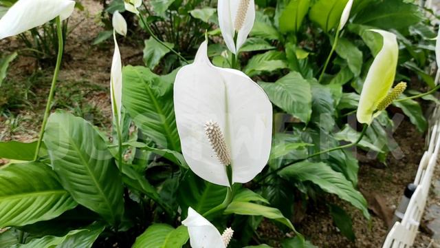 PEACE LILY #peacelily #anthurium #plantita #plants #video смотреть онлайн