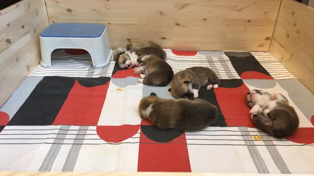 Вельш Корги Пемброк щенки прямая трансляция / Welsh Corgi Pembroke Live Stream смотреть онлайн