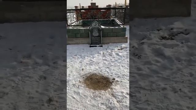 Алматинский Хатико на могиле своего хозяина растрогал казахстанцев смотреть онлайн