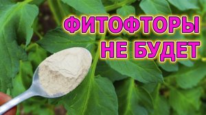 Средство от фитофторы на томатах и болезней огурцов. Чем обработать огурцы и томаты от болезней.
