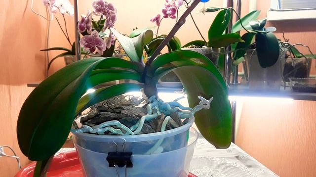 ???КАК И В КАКОМ МЕСТЕ СРЕЗАТЬ ЦВЕТОНОС ОРХИДЕИ КОТОРАЯ ОТЦВЕЛА? смотреть онлайн