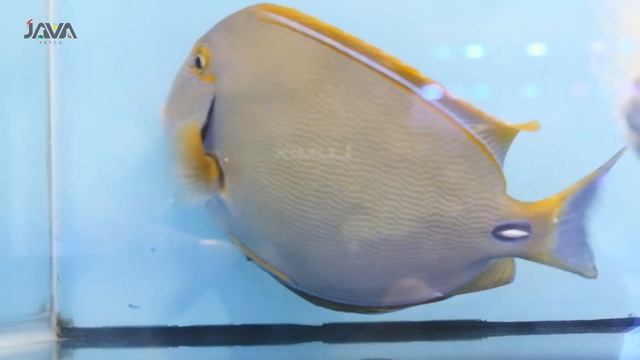 BELANJA IKAN IMPORT DARI AFRIKA | IKAN LAUT SULTAN смотреть онлайн