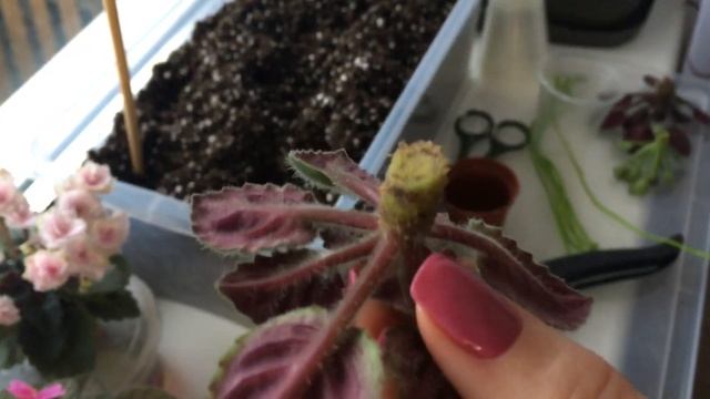 Как пересадить фиалку, если вытянулись стебли - переукореняем верхушку.