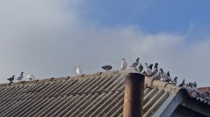 ПОЧТОВЫЕ ГОЛУБИ ?️?️. ТРЕНИРОВКА С ЯСТРЕБОМ.