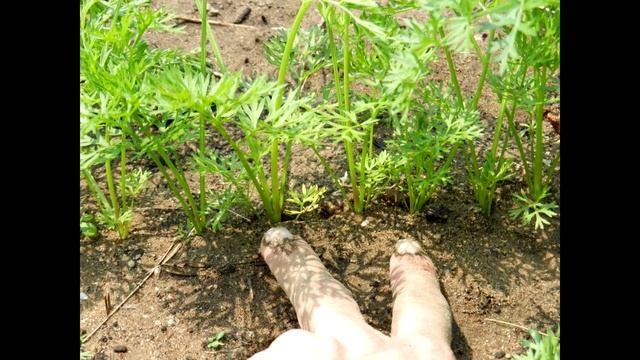 КАК ПРОРЕЖИВАТЬ МОРКОВЬ, ЧТОБЫ УРОЖАЙ БЫЛ ОБИЛЬНЫЙ смотреть онлайн