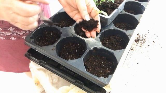 Пикировка перца на рассаду как правильно пересадить рассаду смотреть онлайн