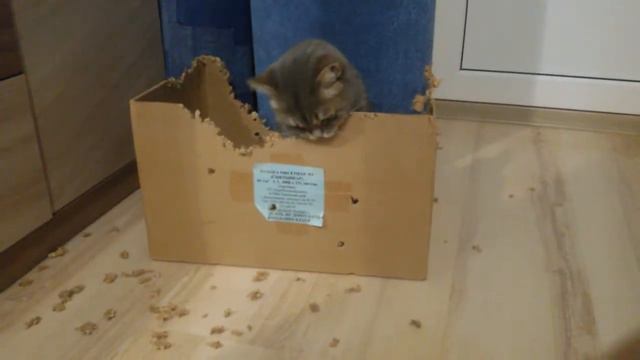 Что стало с домиком у Сени и что он делает с ним сейчас смотреть онлайн