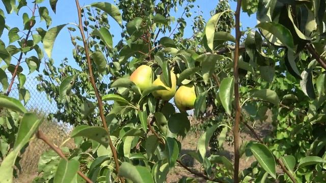 Груша СЕРПНЕВА (Мелитопольская 2926) / Скороплодный, урожайный, частично самоплодный сорт смотреть онлайн