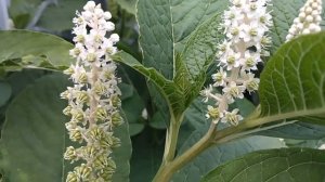 Лаконос (фитолакка) -что это за растение??