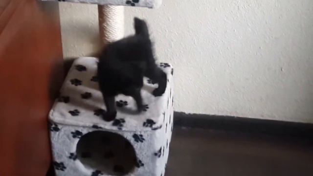 🐾🐈⬛🐾❤️ПЕРВЫЙ ГОД ЖИЗНИ ДЕЛИЧКИ У НАС ДОМА🐾🐈⬛🐾❤️ смотреть онлайн