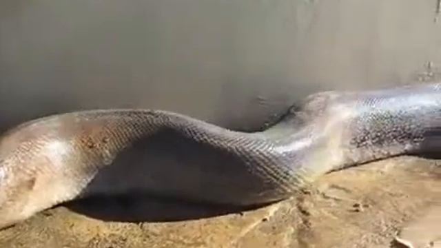 Мертвая змея смотреть онлайн