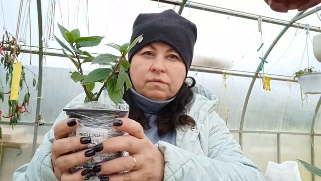 Распаковка гортензии часть 1 питомник А,,,,,,??? смотреть онлайн