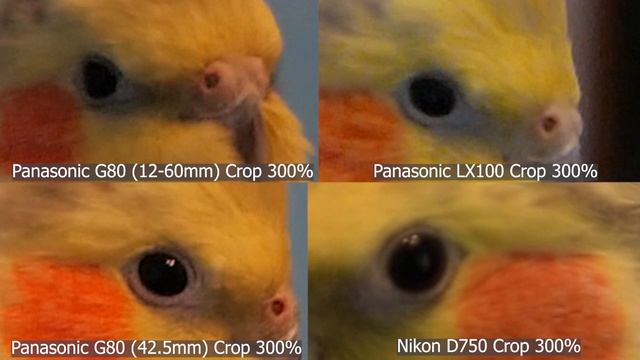 Camera Test FHD 24p (1/50s): panasonic G80/G85 VS panasonic LX100 VS nikon D750 смотреть онлайн