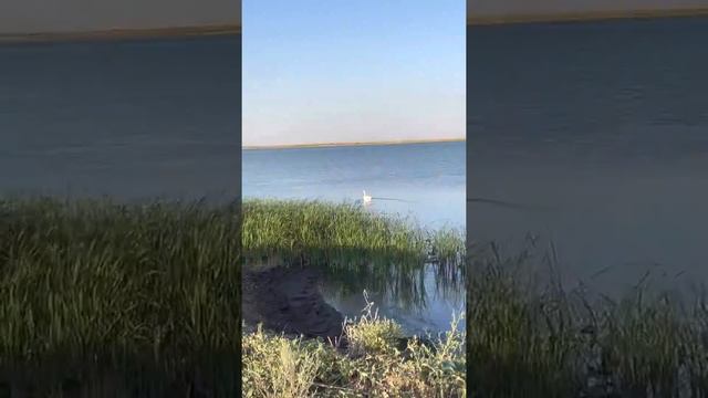 Белый лебедь Кликун смотреть онлайн