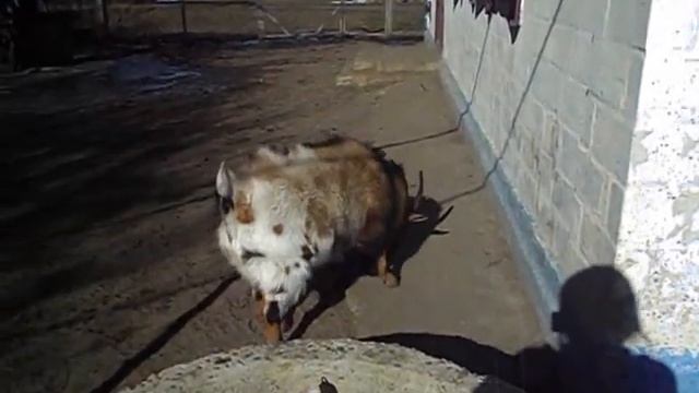 Прогулка с Беней и встреча с Платоном. Взрослый Камерунский козел смотреть онлайн