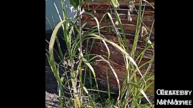 Мискантус Гигант| Лёгкая посадка из корней смотреть онлайн