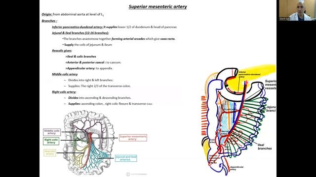Large intestine (Revision 5) (Nutrition & GIT module) смотреть онлайн