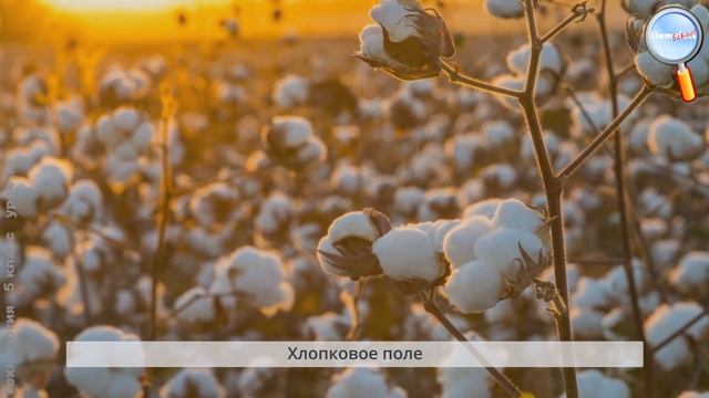 Технология 5 класс (Урок№14 - Текстильные материалы растительного происхождения.) смотреть онлайн