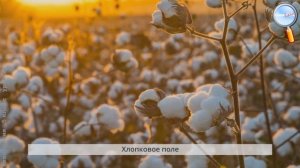 Технология 5 класс (Урок№14 - Текстильные материалы растительного происхождения.)