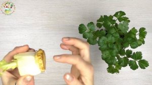 Как вырастить сельдерей дома в любое время года