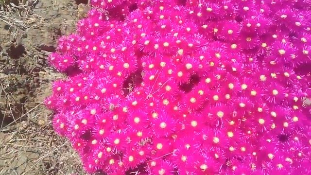 planta Lampranthus en flor смотреть онлайн