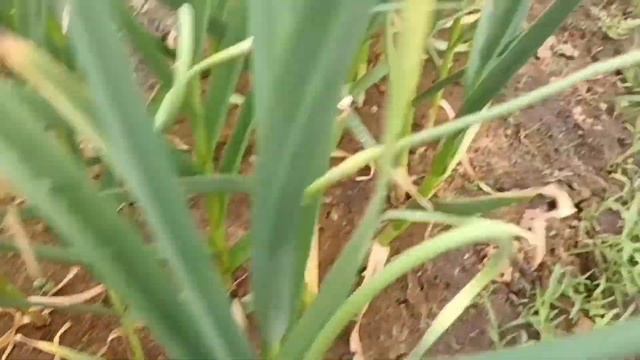 Удобрение лука и чеснока в период образования головок. смотреть онлайн