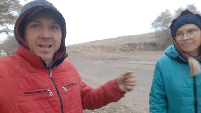 Собирать грибы вешенки.