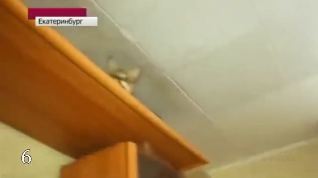 10 Опасных пород кошек смотреть онлайн