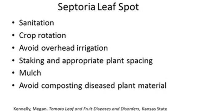 Septoria Leaf Spot on Tomato podcast Shannon Blocker смотреть онлайн