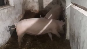 Что делать с мясом хряка.