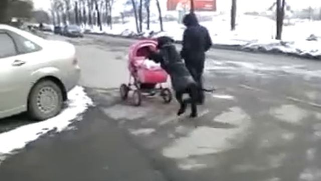 Семейная прогулка ризеншнауцера Феди) смотреть онлайн