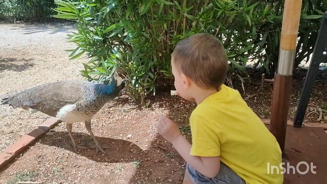 Путешествие по острову Локрум ?️, Хорватия ?? смотреть онлайн