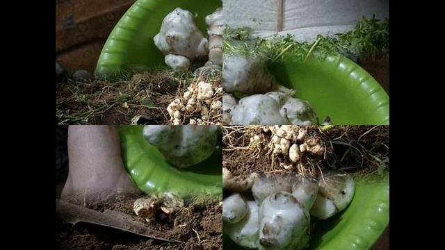 Топинамбур очень полезен! Клубни, листья, цветы...