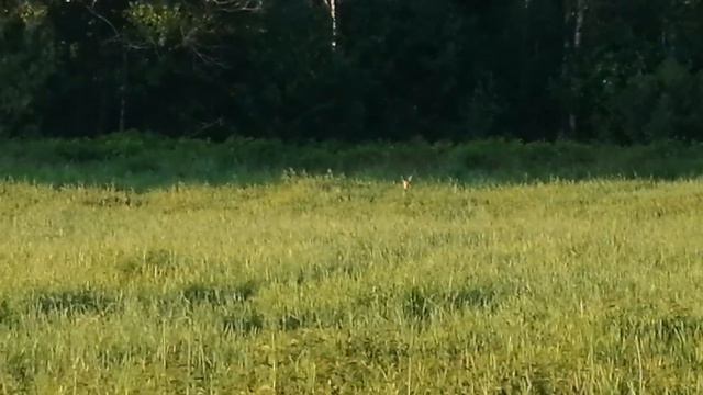 ДИКИЙ ГОСТЬ НА ЛЕСНОЙ ПАСЕКЕ, ПАСЕКА В ЛЕСУ У РЕКИ смотреть онлайн