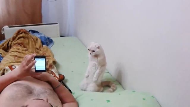 кошка на двух ногах слушает гимн россии! смотреть онлайн