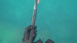 ПОДВОДНАЯ ОХОТА НА ДОРАДО СРЕДИЗЕМНОЕ МОРЕ