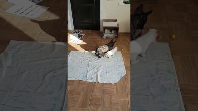 Джек Рассел терьер и Французский бульдог. Знакомство. смотреть онлайн