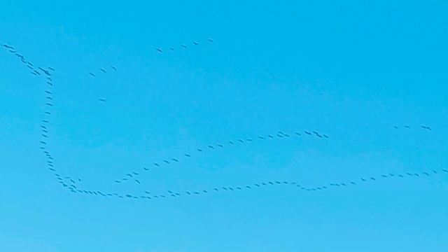 Журавлиный клин. Зима. Январь 2022. Израиль (Сдерот). Снова птицы в стаи собираются... смотреть онлайн