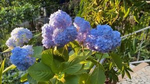 Гортензии