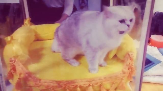 На выставке кошек смотреть онлайн