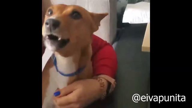 Поющая басенджи (Singing basenji) смотреть онлайн