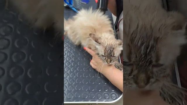 Подготовка и результат #видеокошки #кошки #уход #салон смотреть онлайн