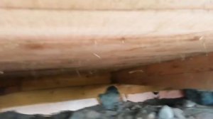 Полы деревянные, утеплитель пеноплекс 50мм между лагами,без отдушины, спустя три года делаю отдушин