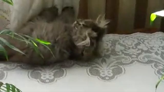 Забавный котенок смотреть онлайн